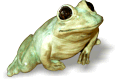 Коллекция лягушек